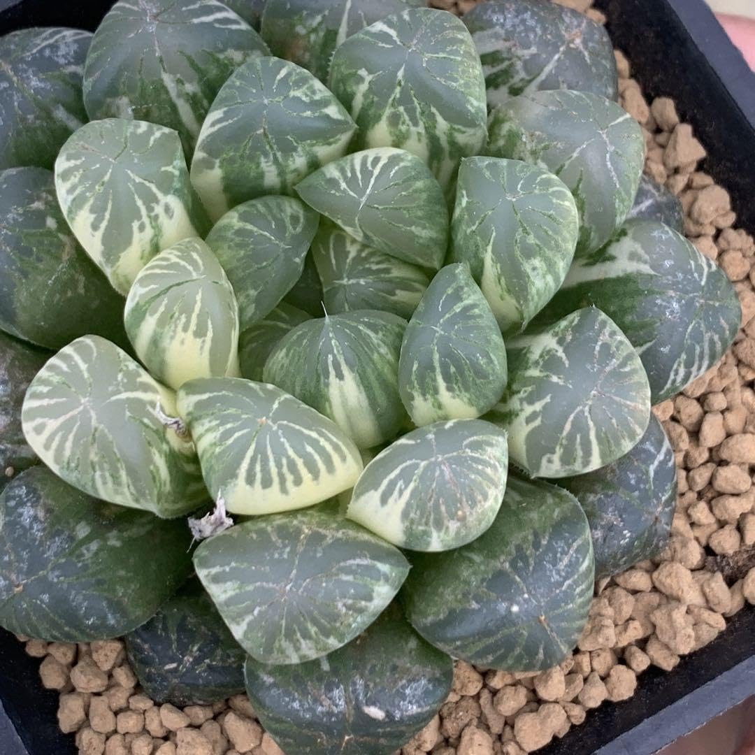 Amazon｜多肉植物 ハオルチア オブツーサ錦 舞姫｜観葉植物 オンライン通販